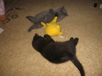 IMG_60342.jpg