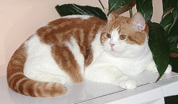 willibald-10.gif