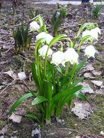 DSCF8077.JPG
