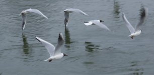 DSC02269.jpg
