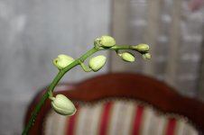 IMG_0557.jpg