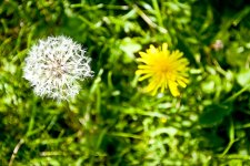 DSC_3676.jpg