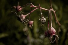 DSC_3838.jpg