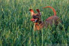 DSC_1580-Edit.jpg