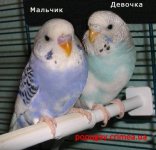 определение пола.jpg