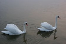 DSC04985.jpg