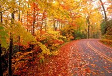 fall-road.jpg