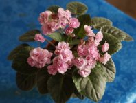 DSC04653.jpg