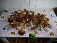 P1050976_новый размер.JPG