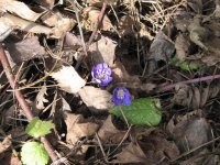 первые цветы.jpg