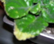 DSCN7571.jpg