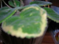 DSCN7572.jpg