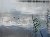 DSC00555 (Средний).JPG