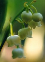 Flowers005.jpg