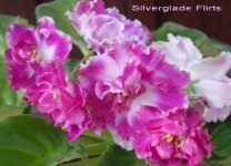 0_650_Fialka_Silverglade_Flirt_svezhesrezanniy_listik_4278450.jpg