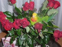P1060373_новый размер.JPG