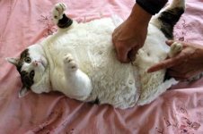 кот2.jpg