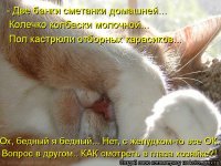 кот.jpg