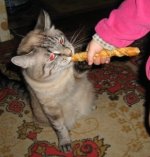 котик 046.jpg