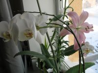 IMG_2439.JPG