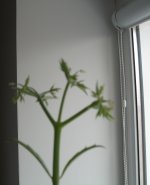 IMG_2440.JPG