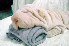zhivhum-sharpei1.jpg