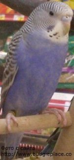 0_40d54_570ec096_L.jpg