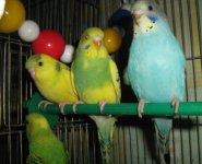 новый год 2011 112.jpg