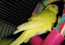 новый год 2011 113.jpg