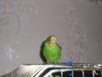 DSCN2958_.jpg