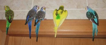 IMG_9667.jpg