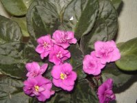 DSC04742.JPG