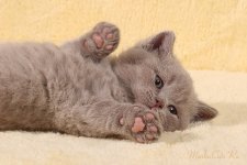 IMG_6072small1.jpg