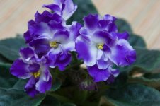 IMG_4412_новый размер.jpg
