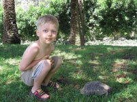 настоящая черепаха.jpg