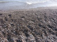 и еще галька.jpg