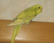 IMG_0104оо.jpg