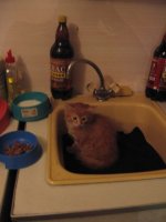 cat 3.jpg cat 3.jpg