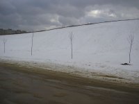 деревья по ул.Лидской.JPG