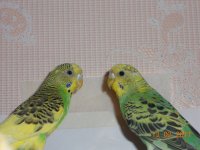 DSCN3103_.jpg