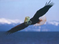 Bald_Eagle.jpg