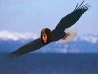 Bald_Eagle2.jpg