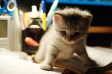 DSC_5937.jpg