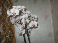 IMG_3359_новый размер.JPG