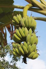 banana.jpg
