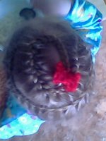 IMG0194A.jpg