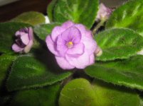 IMG_1655.jpg