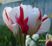 КАРНАВАЛ ДЕ НАЙС2.jpg