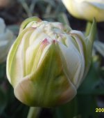 маунт текома.jpg