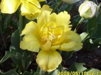 монте карло.jpg